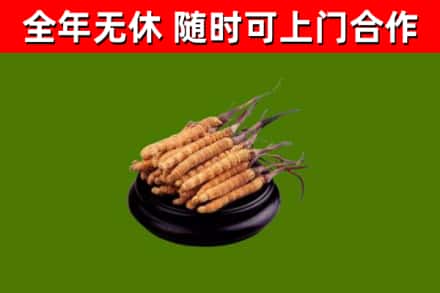 沽源县烟酒回收冬虫夏草.jpg